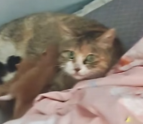 A2703005 A stray cat gave birth to kittens in a man’s home (Part 2)