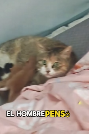 A2703005 A stray cat gave birth to kittens in a man’s home (Part 2)