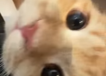 A2703006 ¿Se enfadan los gatos si pasas de ellos (Part 2)