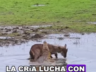 A2703003 The unlucky waterbuck (Part 2)