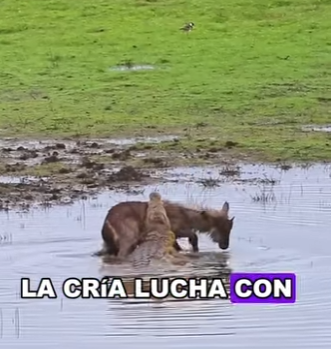 A2703003 The unlucky waterbuck (Part 2)