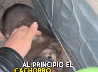 A2703002 A girl found a puppy while walking her dog. (Part 2)