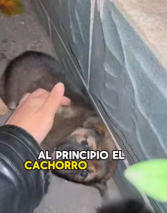 A2703002 A girl found a puppy while walking her dog. (Part 2)