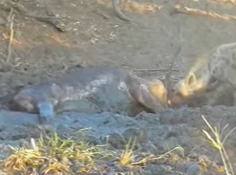 A2203002 A lucky hyena finds a buffalo stuck in the mud (Part 2)