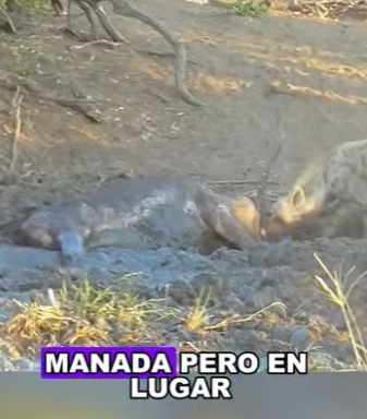 A2203002 A lucky hyena finds a buffalo stuck in the mud (Part 2)