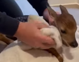 S2503003 A mother deer gave birth in my yard… and then walked away (Part 2)