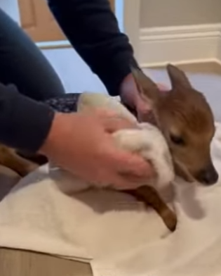 S2503003 A mother deer gave birth in my yard… and then walked away (Part 2)