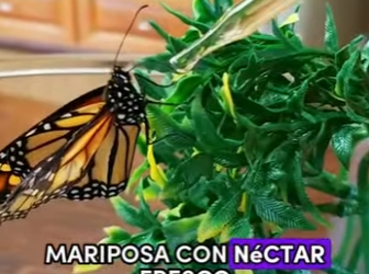 A2703001 Broken butterfly (Part 2)