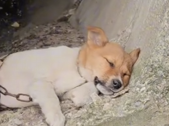 M2703004 💔 “Me encadenaron dentro de un tubo… solo esperaban que el agua terminara conmigo” (Parte 2)