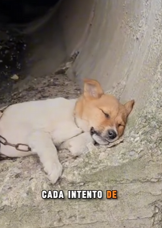 M2703004 💔 “Me encadenaron dentro de un tubo… solo esperaban que el agua terminara conmigo” (Parte 2)