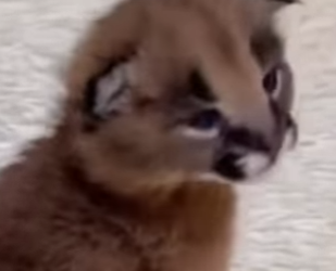 A2203006 Rescued caracal (Part 2)