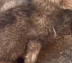 M2703003 💔“Nací con mis patitas torcidas… y por eso me tiraron a morir a la calle (Parte 2)