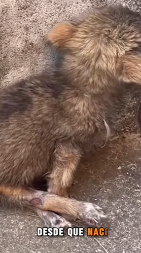 M2703003 💔“Nací con mis patitas torcidas… y por eso me tiraron a morir a la calle (Parte 2)