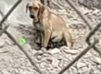 M2703002 Perrita rescatada Gracias amigos animalistas, por rescatar a estos perritos. Deja un mensaje y compa (Parte 2)