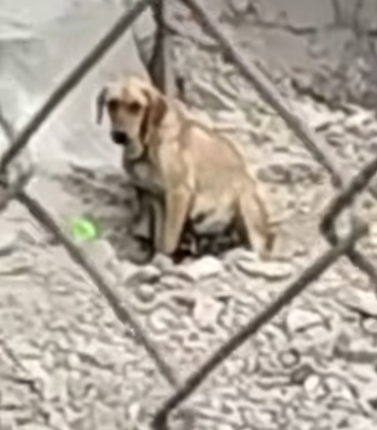 M2703002 Perrita rescatada Gracias amigos animalistas, por rescatar a estos perritos. Deja un mensaje y compa (Parte 2)