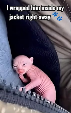 K2503003 A newborn Pallas cat was rejected by its mother and left in the snow (Part 2)