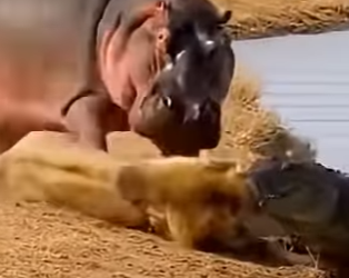 R2503004 A Hippo and a Baboon Saved a Lion — Then This Happened (Part 2)