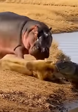 R2503004 A Hippo and a Baboon Saved a Lion — Then This Happened (Part 2)