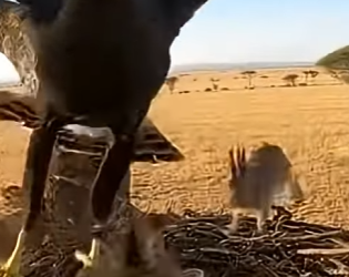 R2503006 Baby Rabbits Rushed Back to Hug Their Mother (Part 2)
