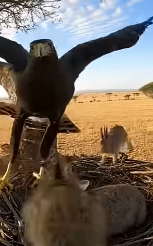 R2503006 Baby Rabbits Rushed Back to Hug Their Mother (Part 2)