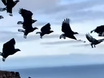 R2503008 Eagles United to Save a Dog from a Sea Lion (Part 2)