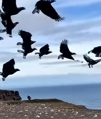 R2503008 Eagles United to Save a Dog from a Sea Lion (Part 2)