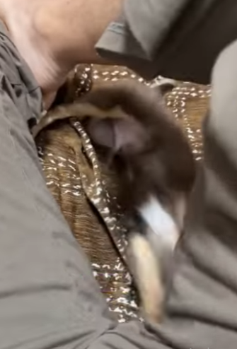 A2203004 ¿Le guardará rencor un perro y buscará vengarse de ti por una broma que le hiciste (Part 2)