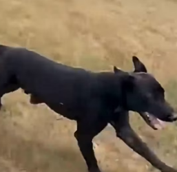 R2503010 Animals also know how to help ❤️(Part 2)