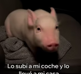 A0104002 Rescaté Este Cerdito Esto Pasó (Part 2)