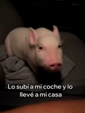 A0104002 Rescaté Este Cerdito Esto Pasó (Part 2)