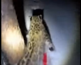 A0104009 Esta Leopardo De Las Nieves Salvó Sus Crías (Part 2)