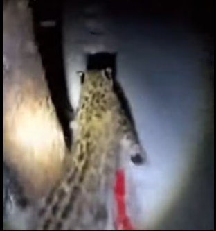 A0104009 Esta Leopardo De Las Nieves Salvó Sus Crías (Part 2)
