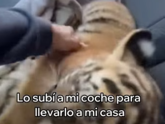 A0104011 Rescaté Este Tigre De Un Zoológico Abandonado (Part 2)