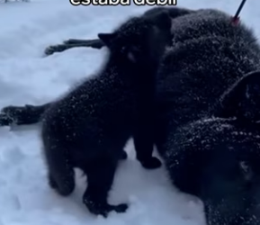 A0104005 Este Cachorro De Lobo Salvó Su Mamá (Part 2)
