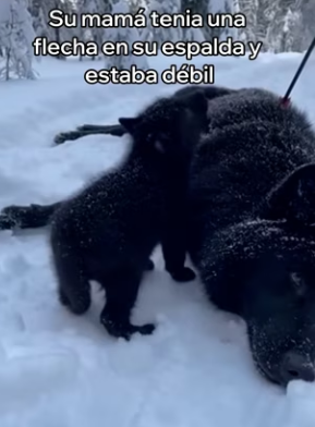A0104005 Este Cachorro De Lobo Salvó Su Mamá (Part 2)