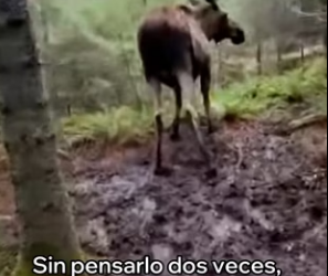 A0104003 Este Alce Me Pidió Ayuda Esto Pasó (Part 2)