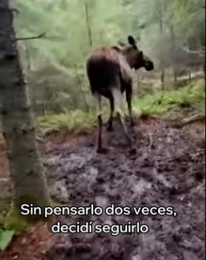 A0104003 Este Alce Me Pidió Ayuda Esto Pasó (Part 2)