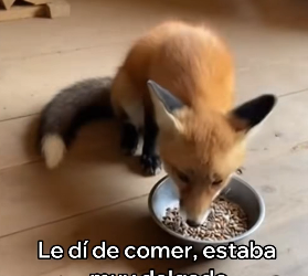 A0104008 Rescaté Este Zorro Algo Increíble Pasó (Part 2)