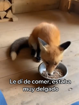 A0104008 Rescaté Este Zorro Algo Increíble Pasó (Part 2)