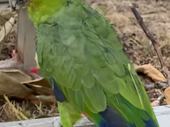 I3104008 Lost parrot finds new family 🥹 (Part 2)