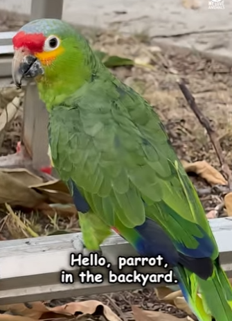 I3104008 Lost parrot finds new family 🥹 (Part 2)