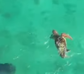 I3104005 This turtle got spirit 💪 (Part 2)