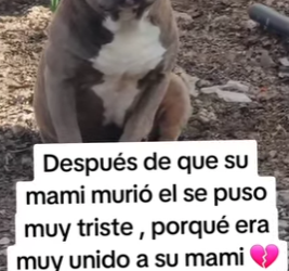 M3103005 jamas pensamos que se nos iria también 😭(Part 2)