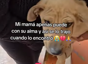 M3103003 No podemos cambiar el mundo pero si podemos cambiar una vida 😥❤️‍🩹🐶🙏 (Part 2)