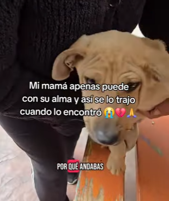 M3103003 No podemos cambiar el mundo pero si podemos cambiar una vida 😥❤️‍🩹🐶🙏 (Part 2)