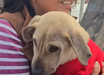 M3103009 Un bebé más a la manada 😁🤝❤️‍🩹🐕 (Part 2)