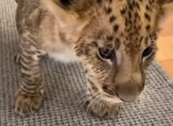 L1803011 Final increíble… (Part 2)