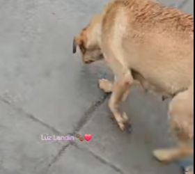 M3103008 Aquí todos los que no solo son observadores ,si no qué ayudan 🫡❤️‍🩹🐶 (Part 2)