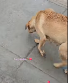 M3103008 Aquí todos los que no solo son observadores ,si no qué ayudan 🫡❤️‍🩹🐶 (Part 2)