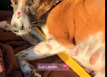 Ocupamos lechita para uno de ellos ,no puede comer bién está muy pequeño , manda mensaje si te nace (Part 2)